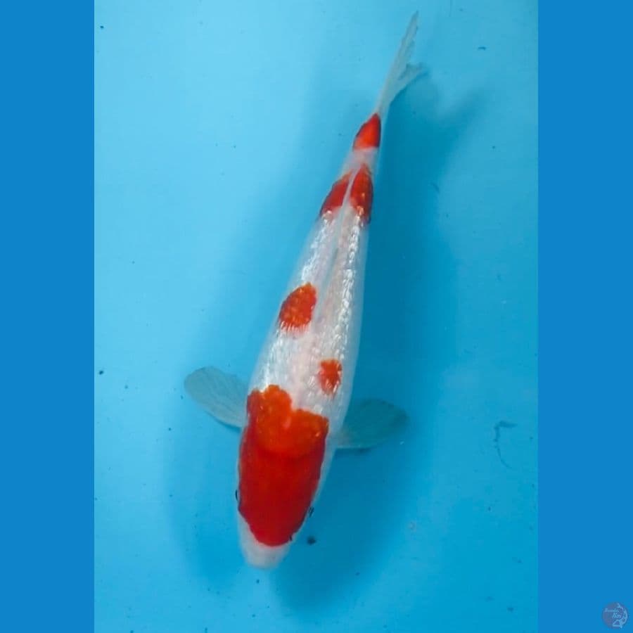 kohaku ginrin 25cm
