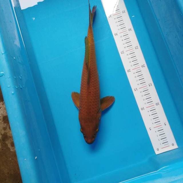 Chagoi jinak