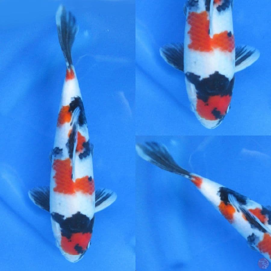 29cm Showa Ori Punuk M