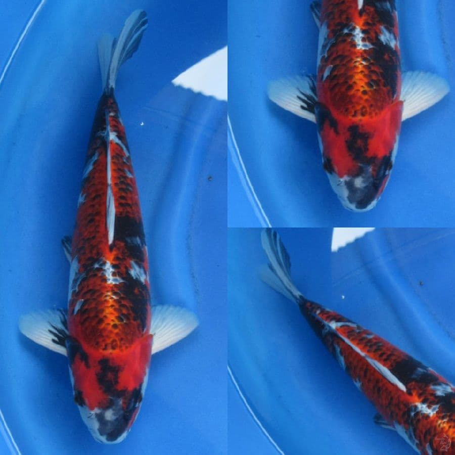 45cm , SQ Kawarimono A , M ,