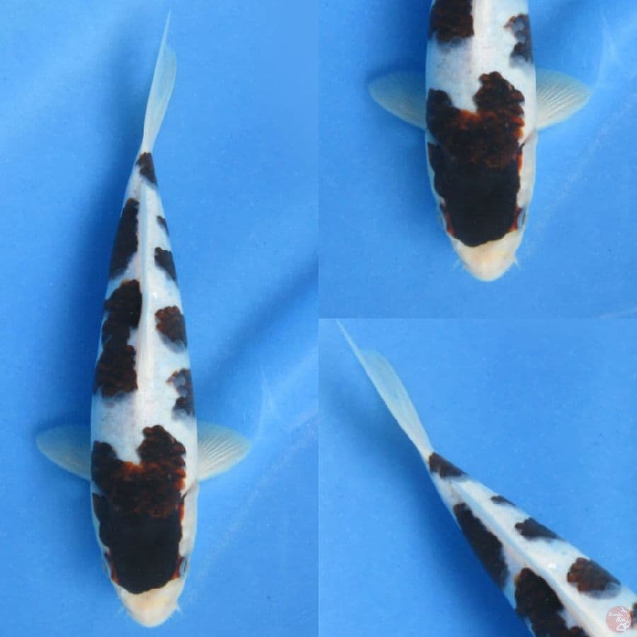 23cm , Budo Koromo SQ