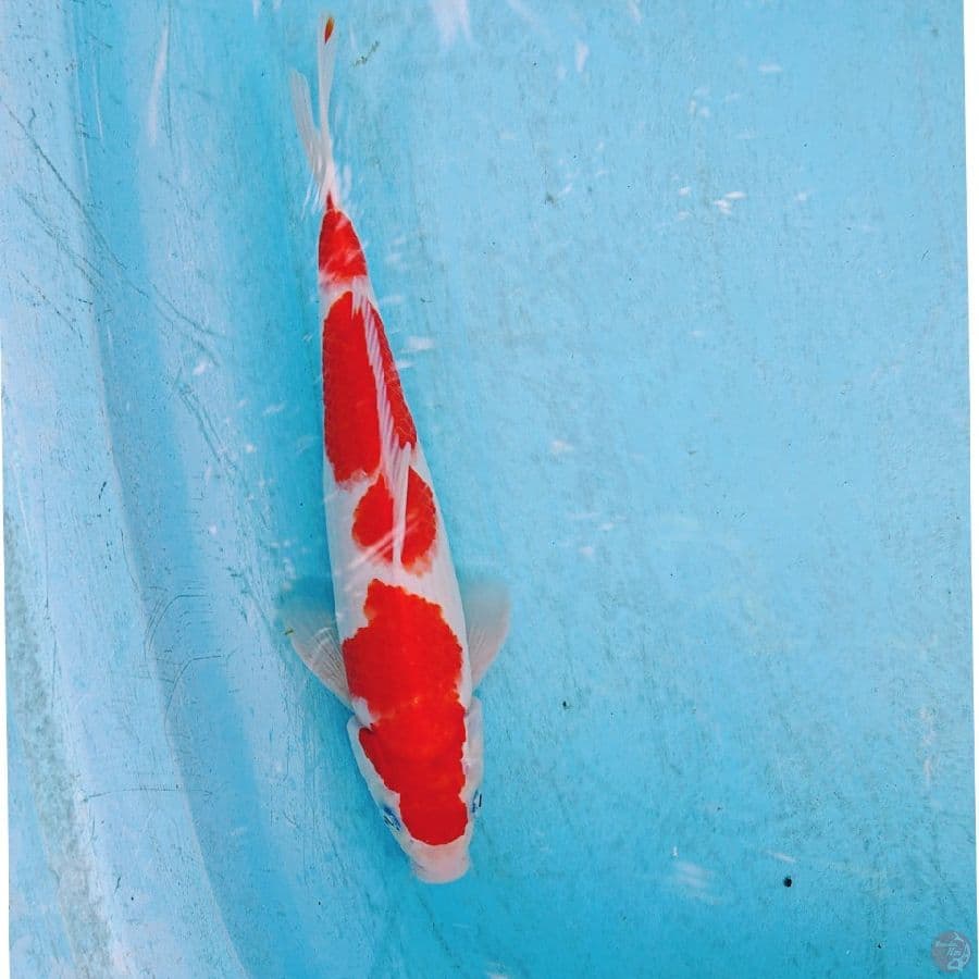 KOHAKU 27 CM