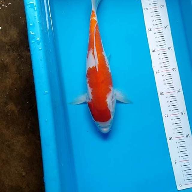 Kohaku 1 step bulky