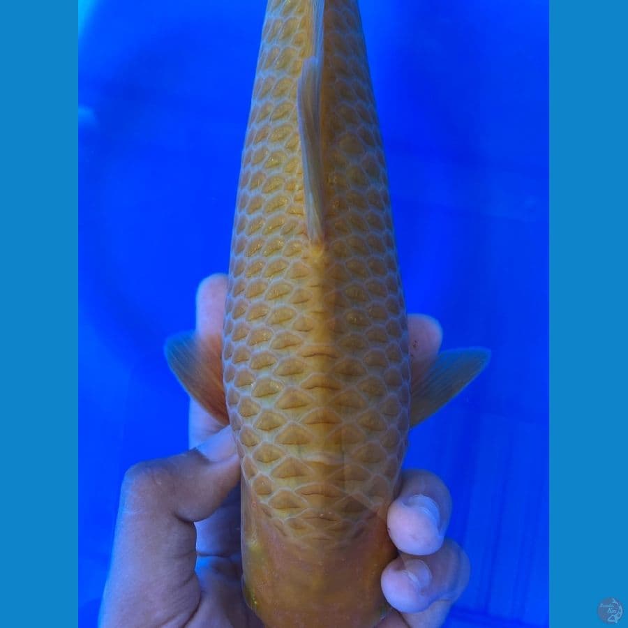 03 CARAMEL MALE 31 CM