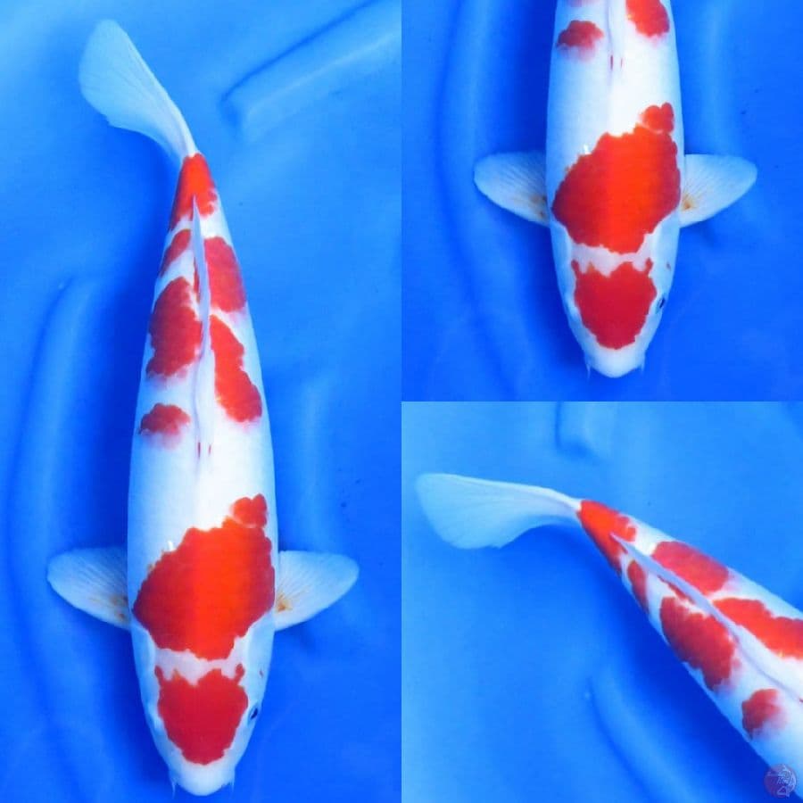40cm , Kohaku F1 Sakai