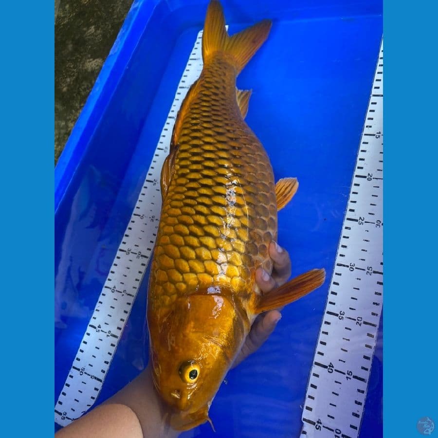 48 caghoi punuk ~v6