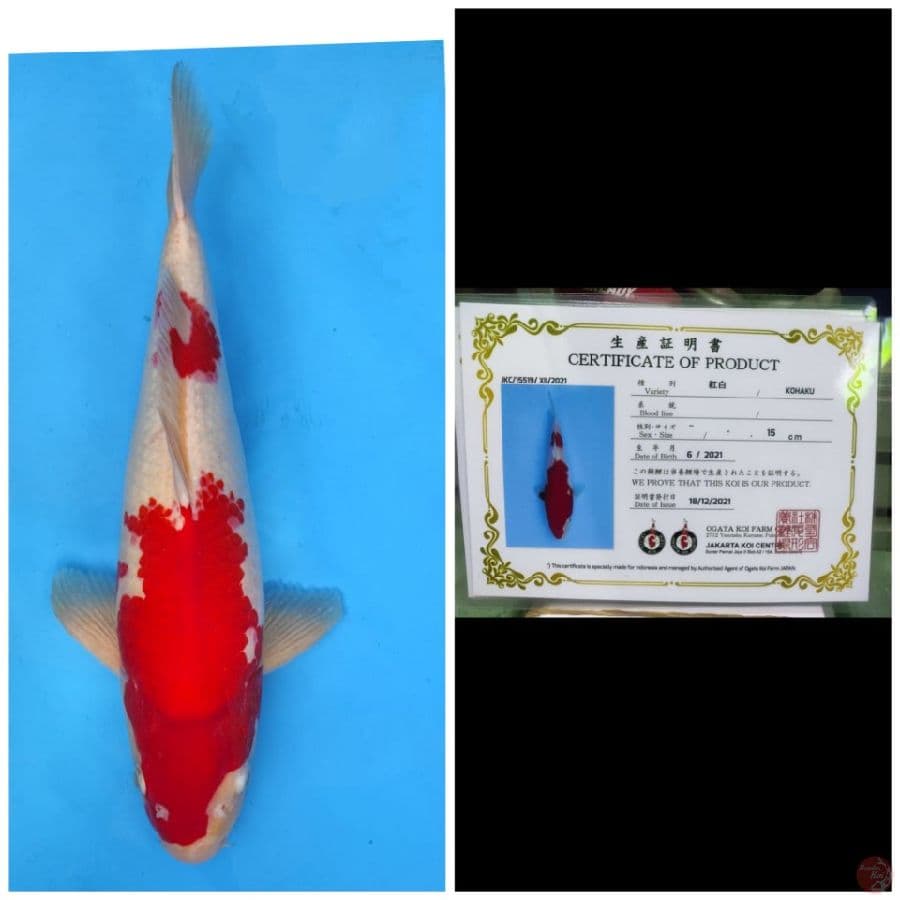 Ogata Kohaku