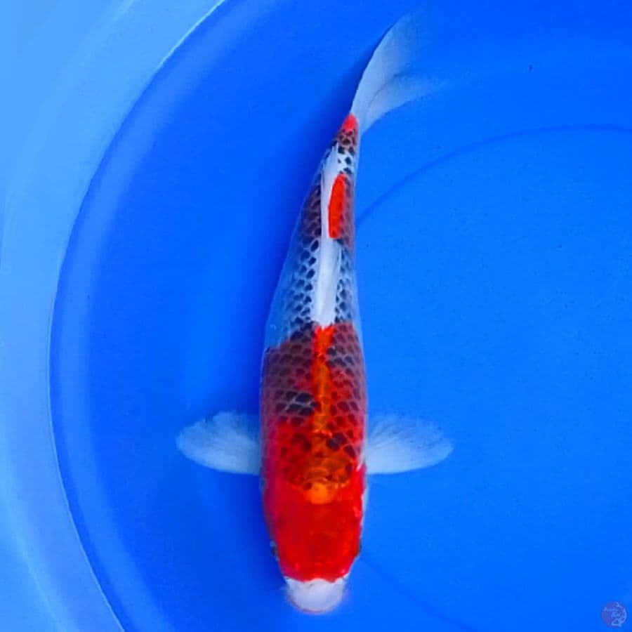 45cm SANDAN GOSHIKI HIGH QUALITY