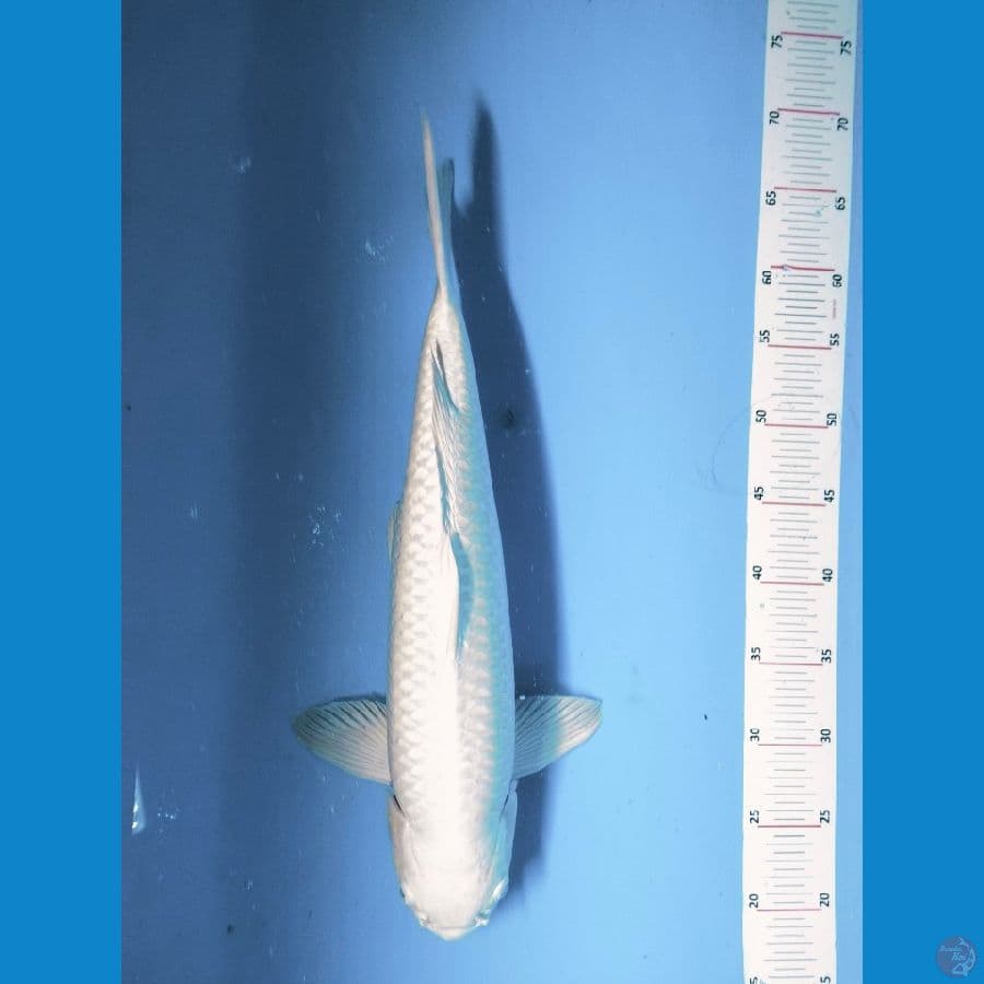 Platinum Ogon jumbo Male