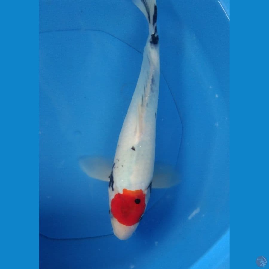 tanco showa 35 cm