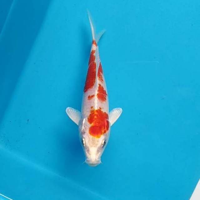 Baby kinshui