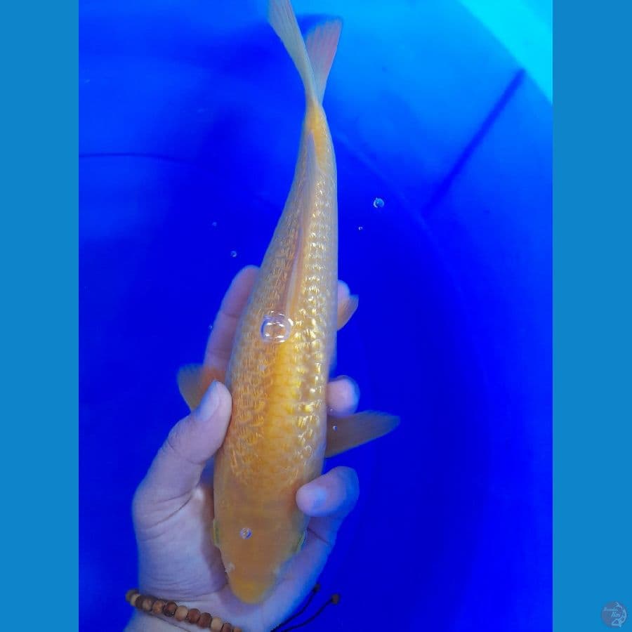 25cm Karasi corn gindrin