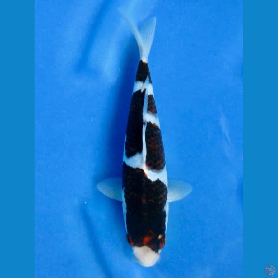 23cm , SQ Budo Koromo