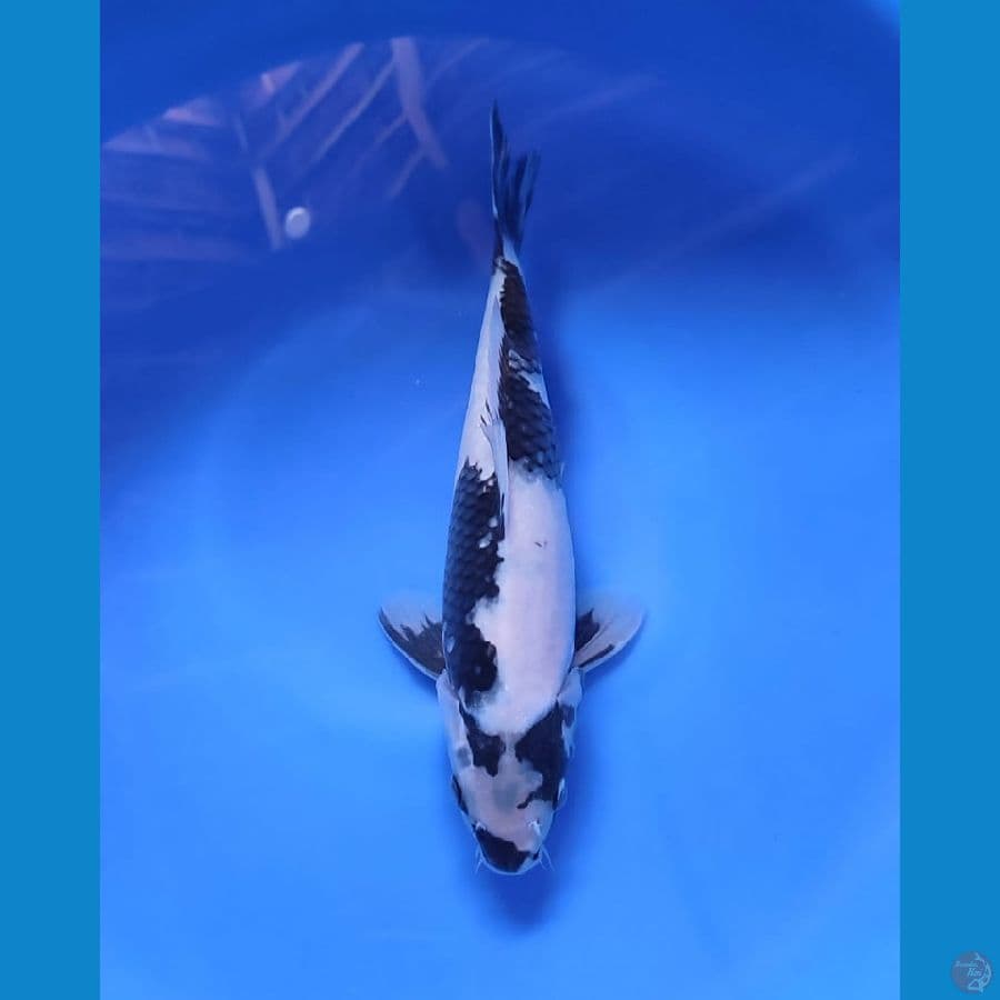 shiro 28cm