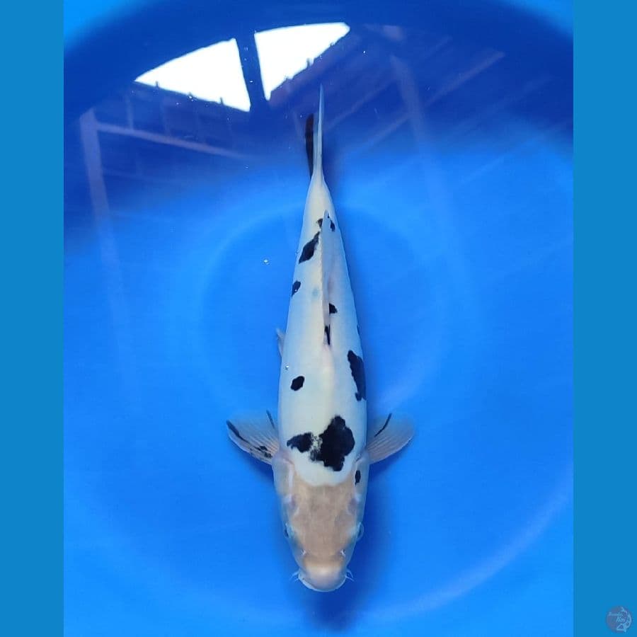 bekko doitsu 34cm