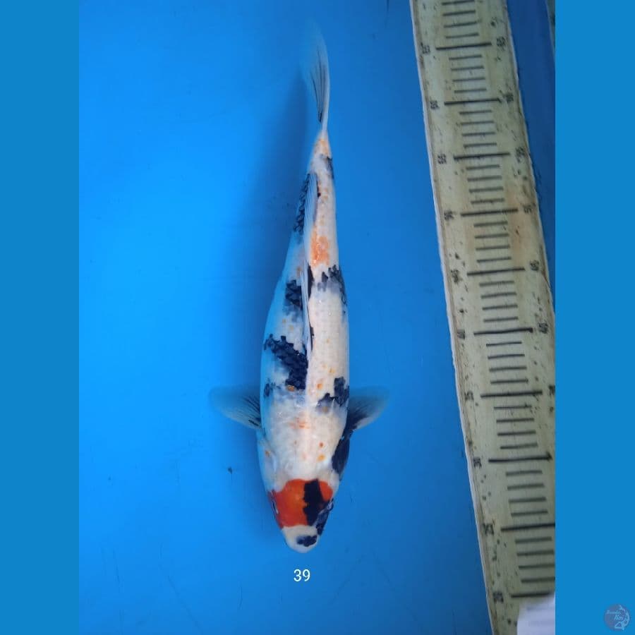 tacho showa 39cm
