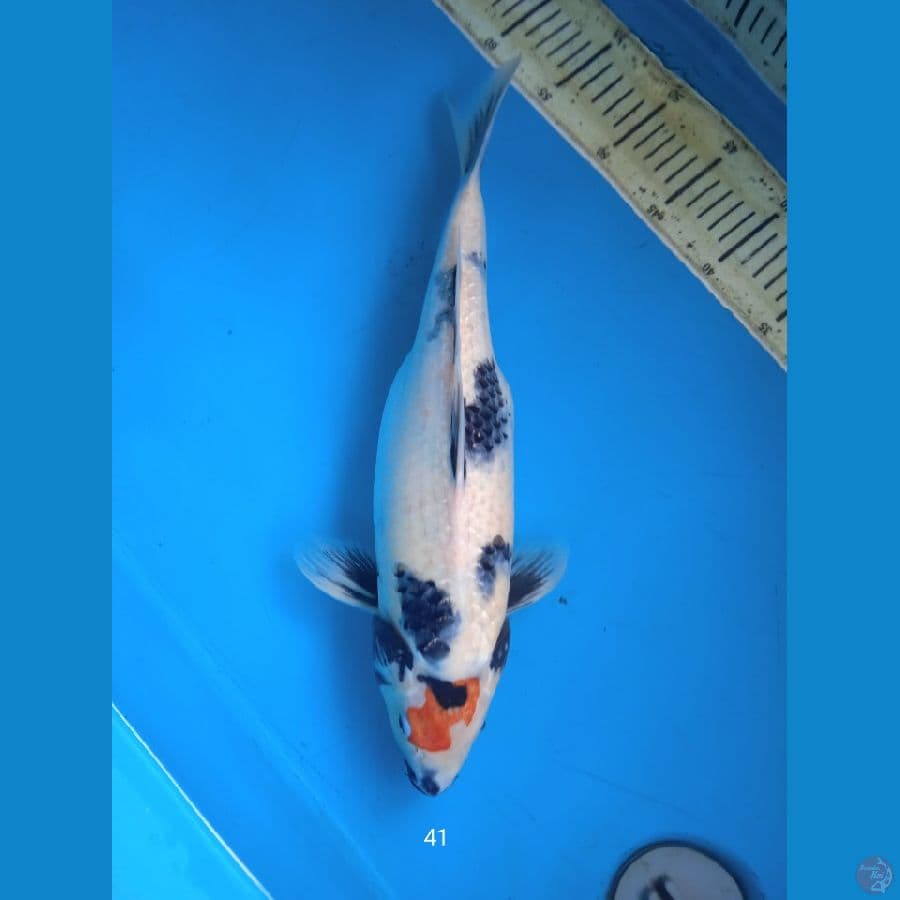 tancho showa 41cm