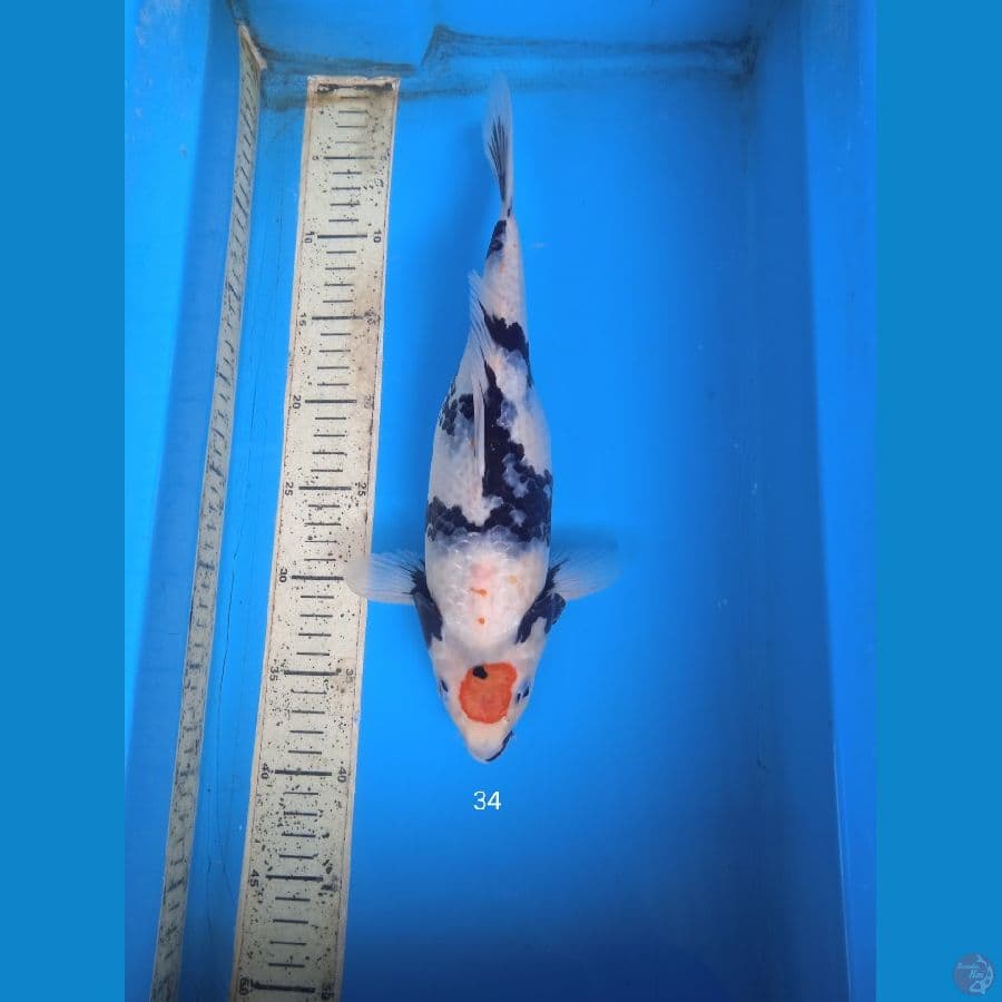 tancho showa 34cm