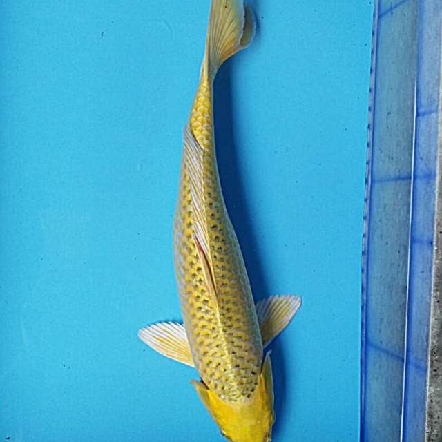 Ogon josss 40cm
