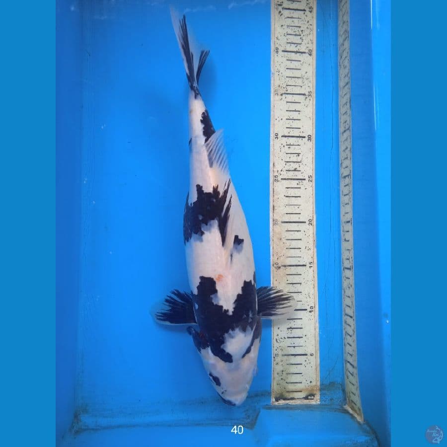 shiro 40cm