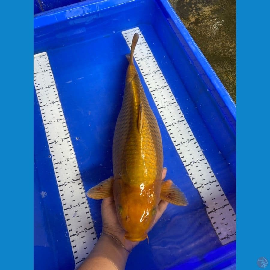 42 chagoi punuk ~v6