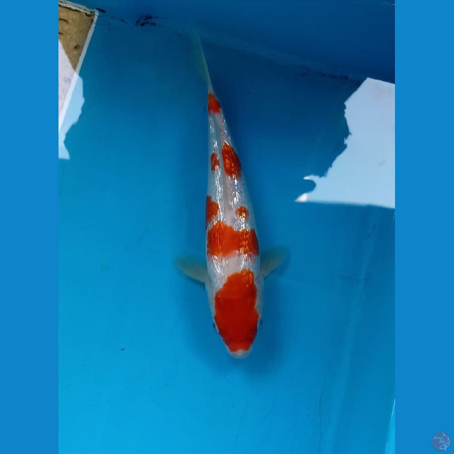 kohaku ginrin 20cm