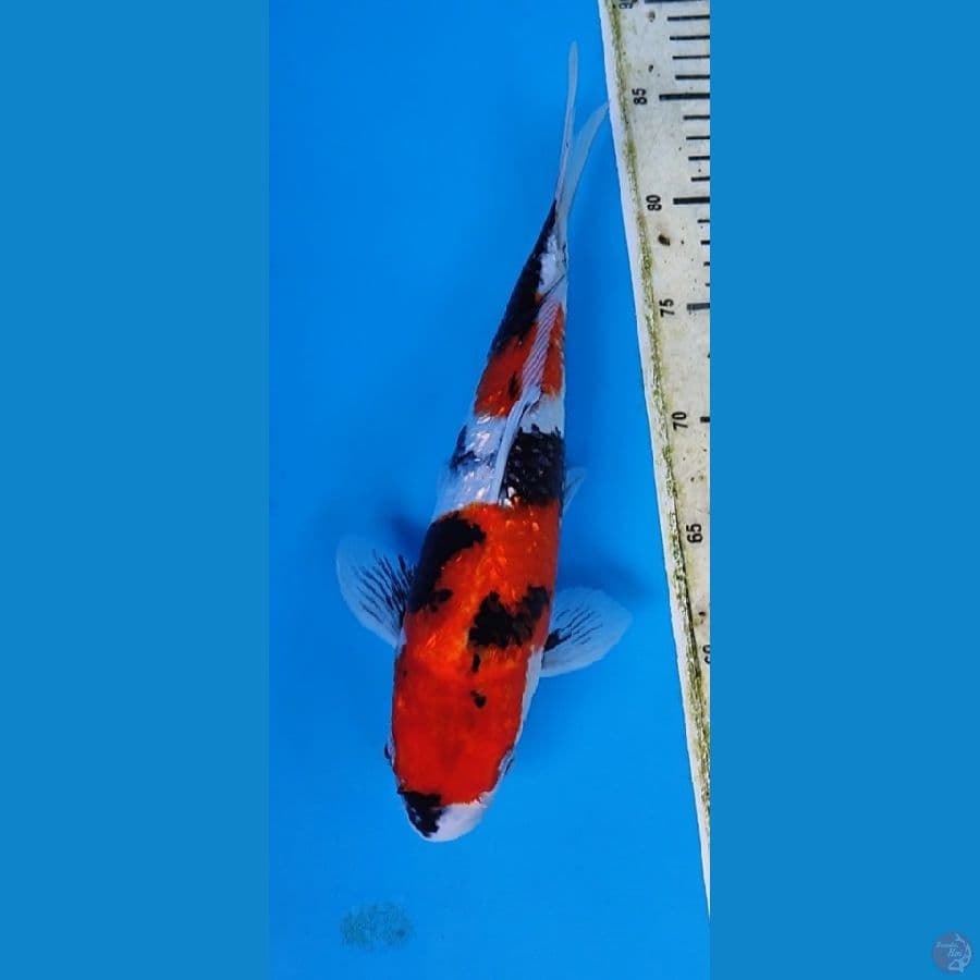 Gindrin showa HQ 32 cm