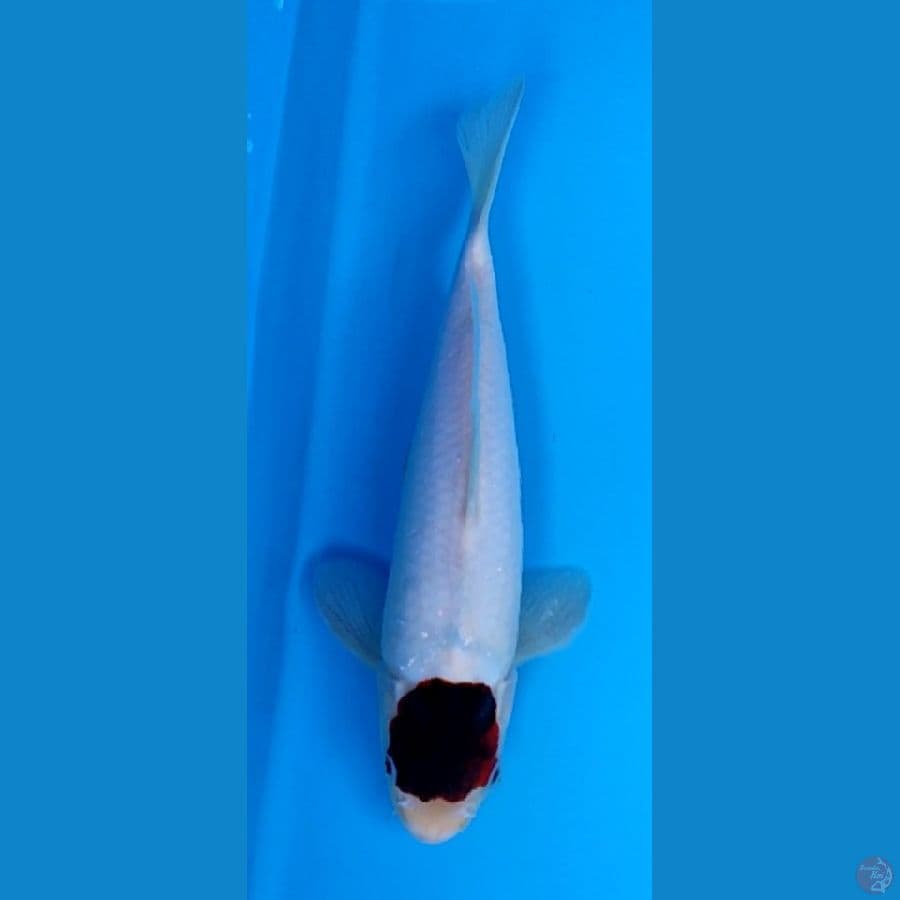 Original tc budo koromo -+26 cm male