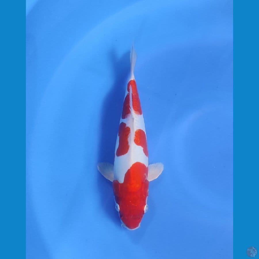 TAC - KOHAKU DOITSU