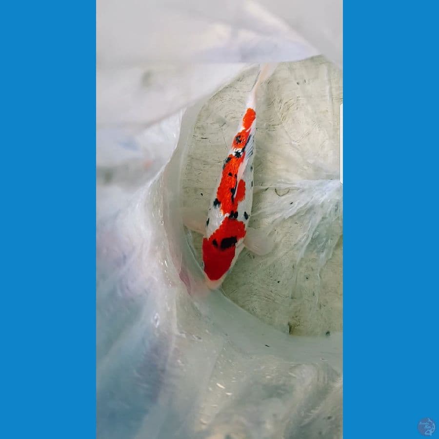 SHANKE GINRIN good quality 30 CM (male)