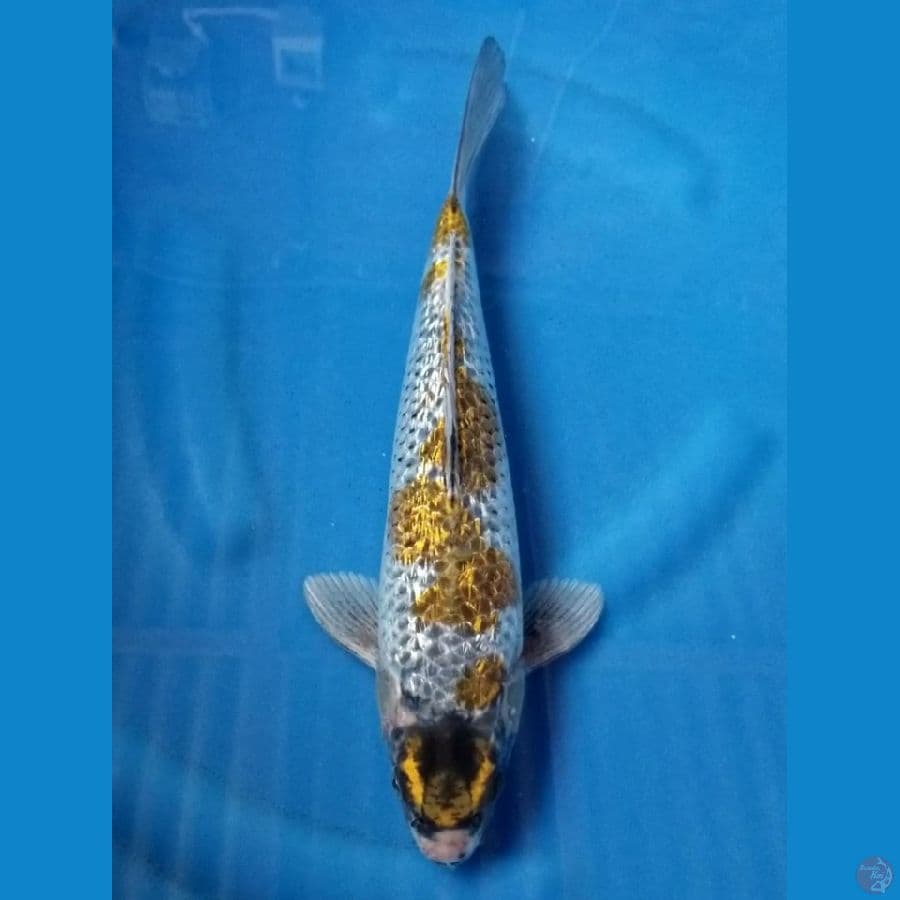 GINRIN KOGANE 35 BU MALE