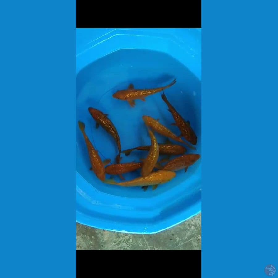 tembaga cagoi 10 ekor 15 20 cm