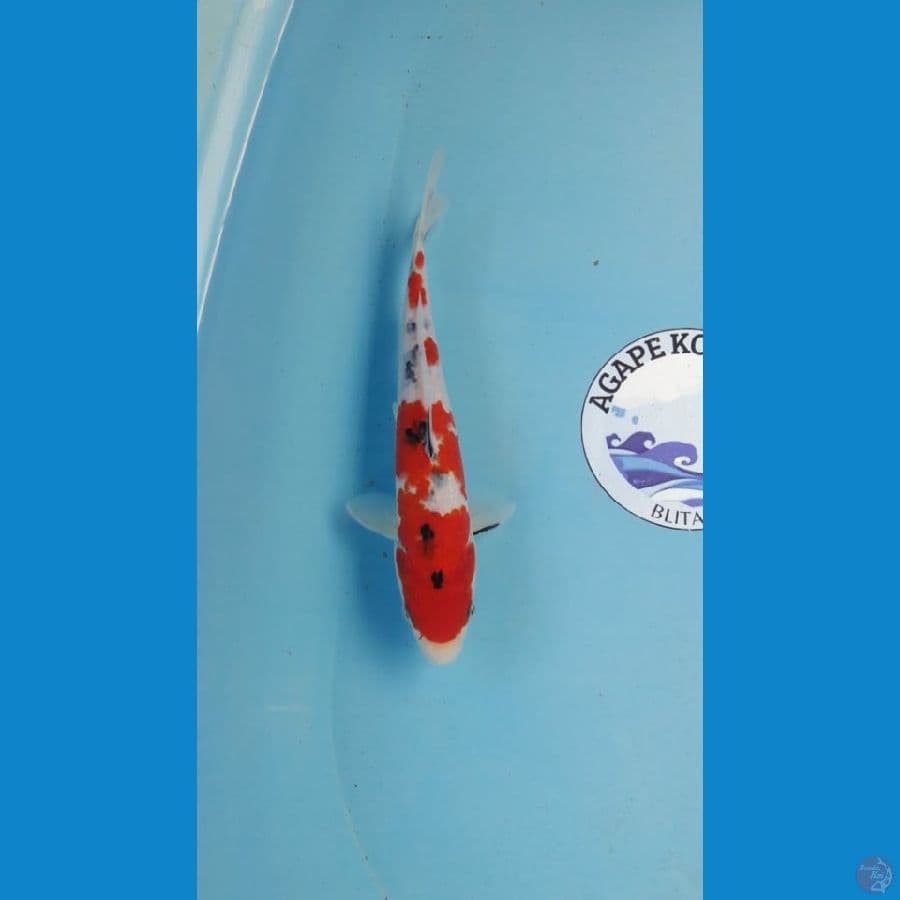 sanke 27 cm