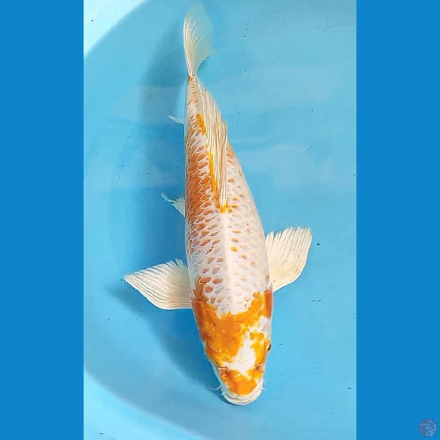 38 cm kumpay hariwake