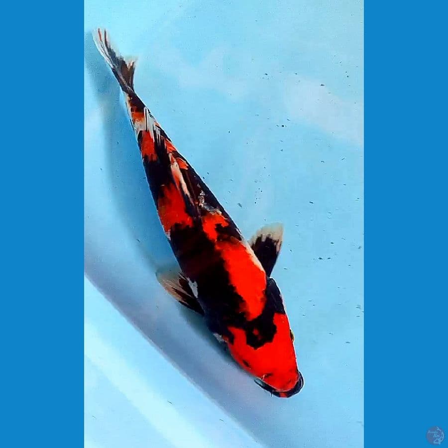 34 cm showa sansoku