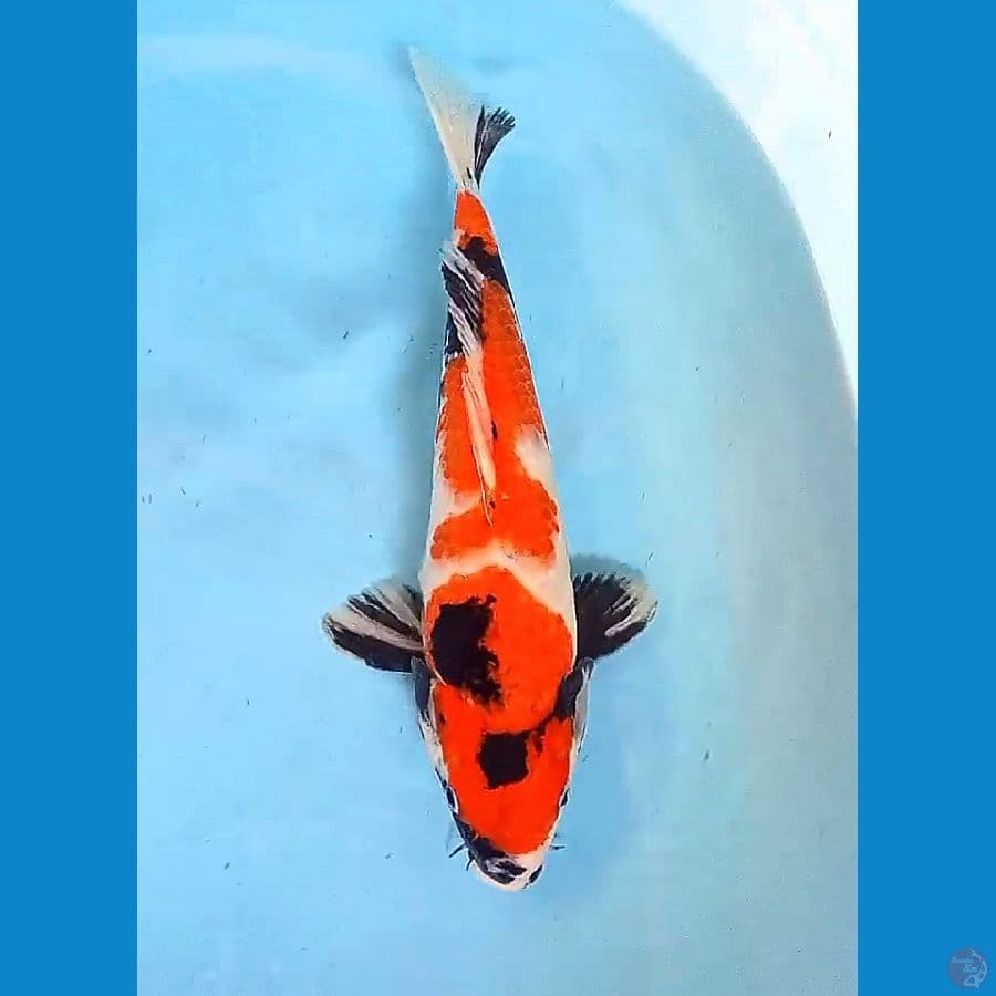 37 cm showa