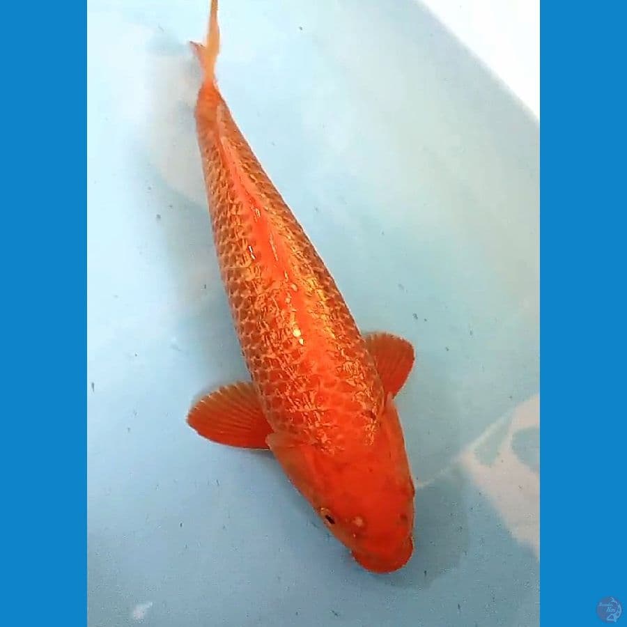 35 cm red caramel ginrin male