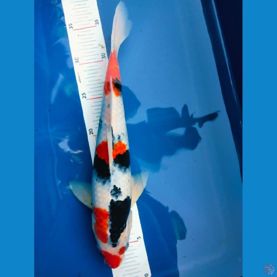 showa 33cm jantan