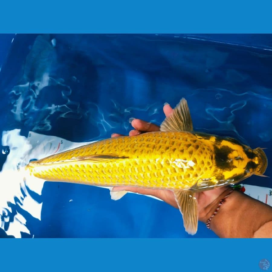 ogonsi 35cm jantan ring rapi