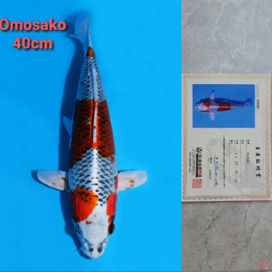 OMOSAKO KUJAKU 40CM SERTI