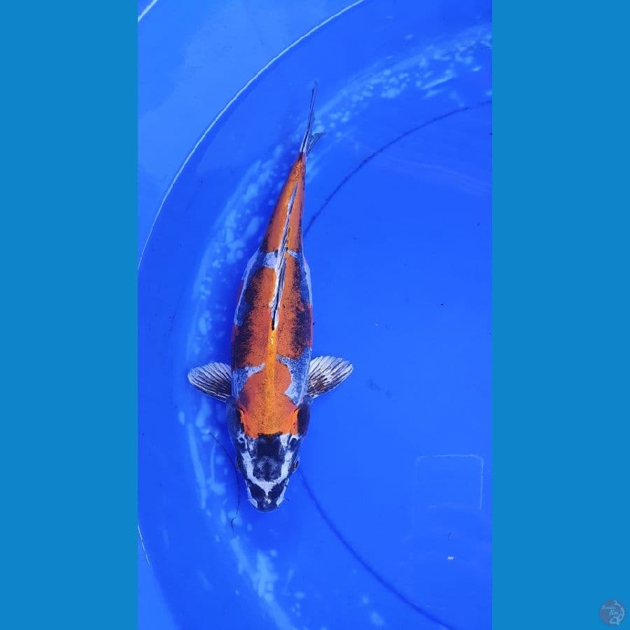 BENI KIKORYU 35 CM