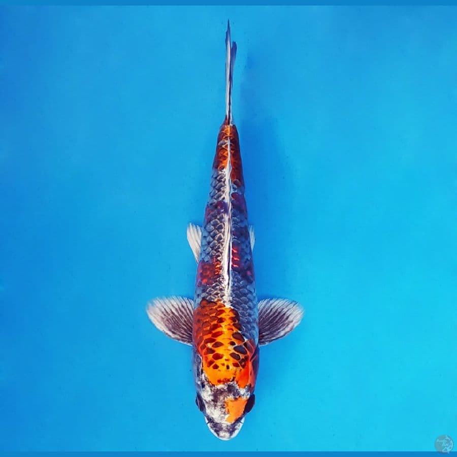 AKAGI 2 - Beni Ginga 26 cm/fm ®