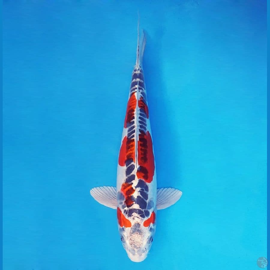 AKAGI 4 - Kujaku Doitsu 32 cm/fm ®