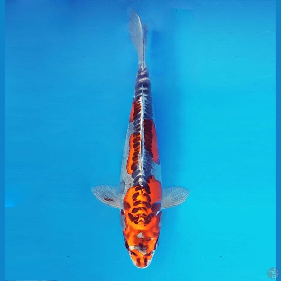 AKAGI 8 - Beni Kikokuryu 35 cm/fm ®