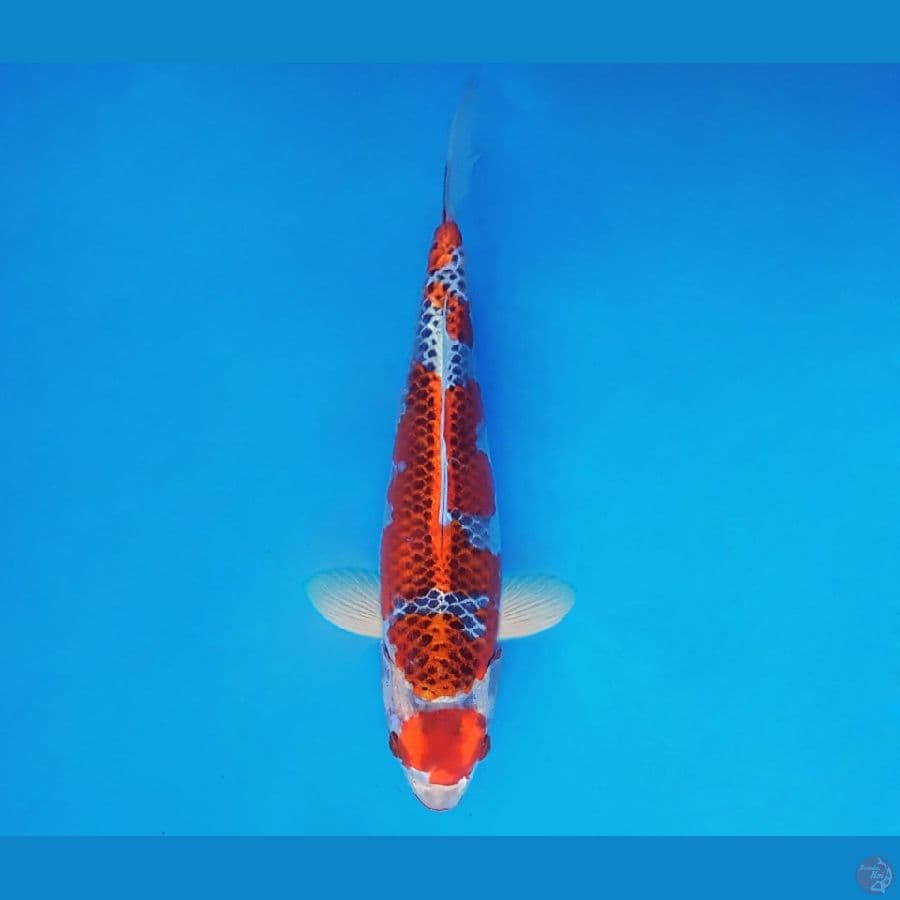 AKAGI 11 - Maruten Kujaku 25 cm/fm ®