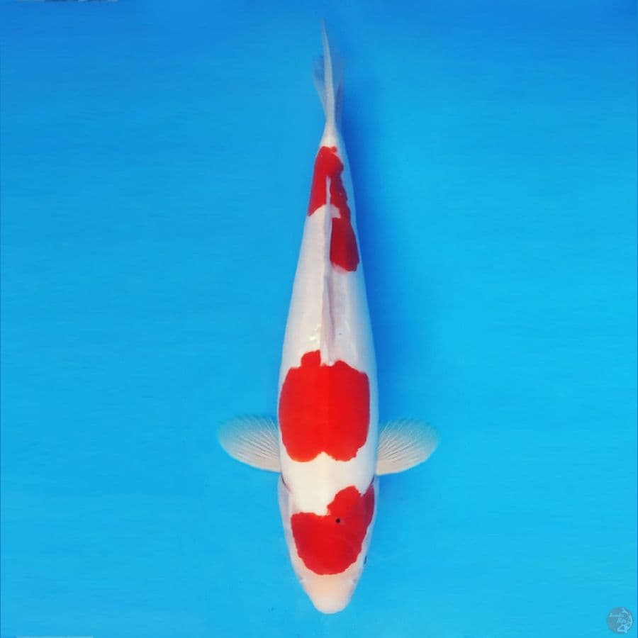 AKAGI 13 - Sanke Doitsu 42 cm/fm ®