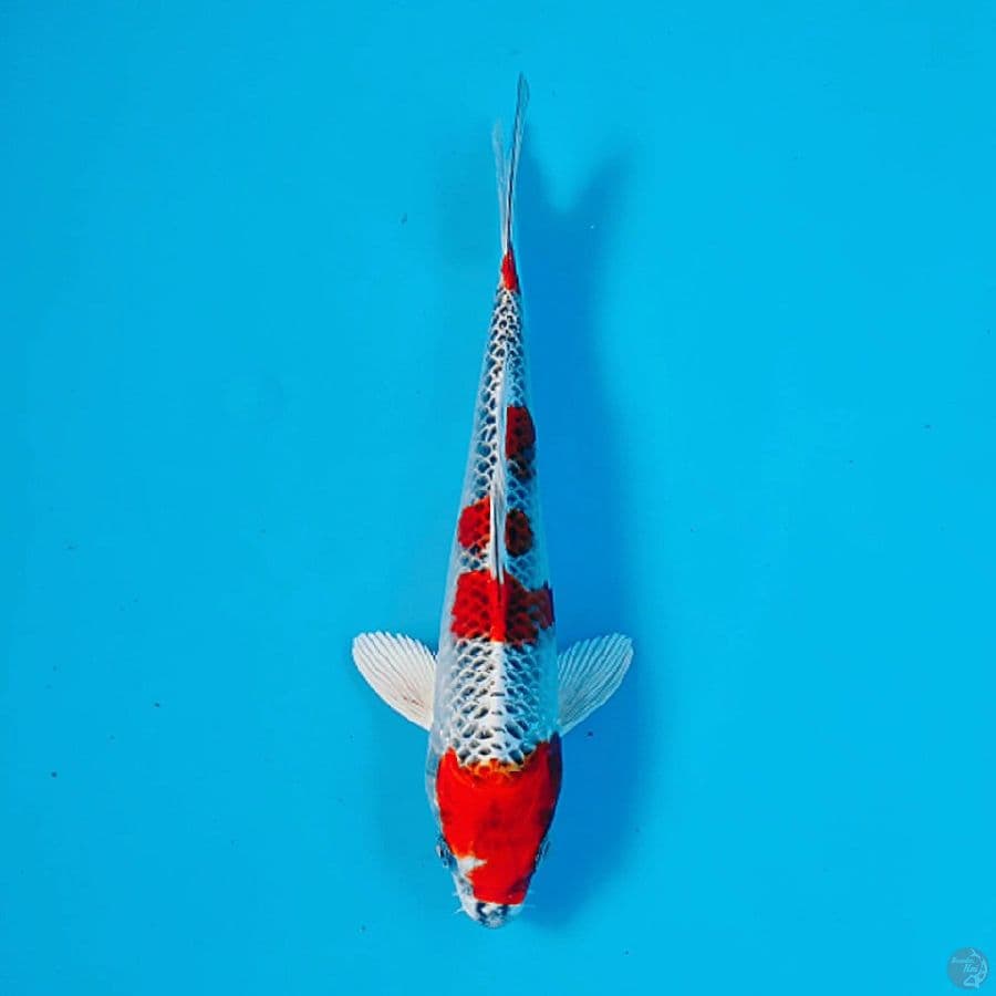 KUJAKU 22CM MALE