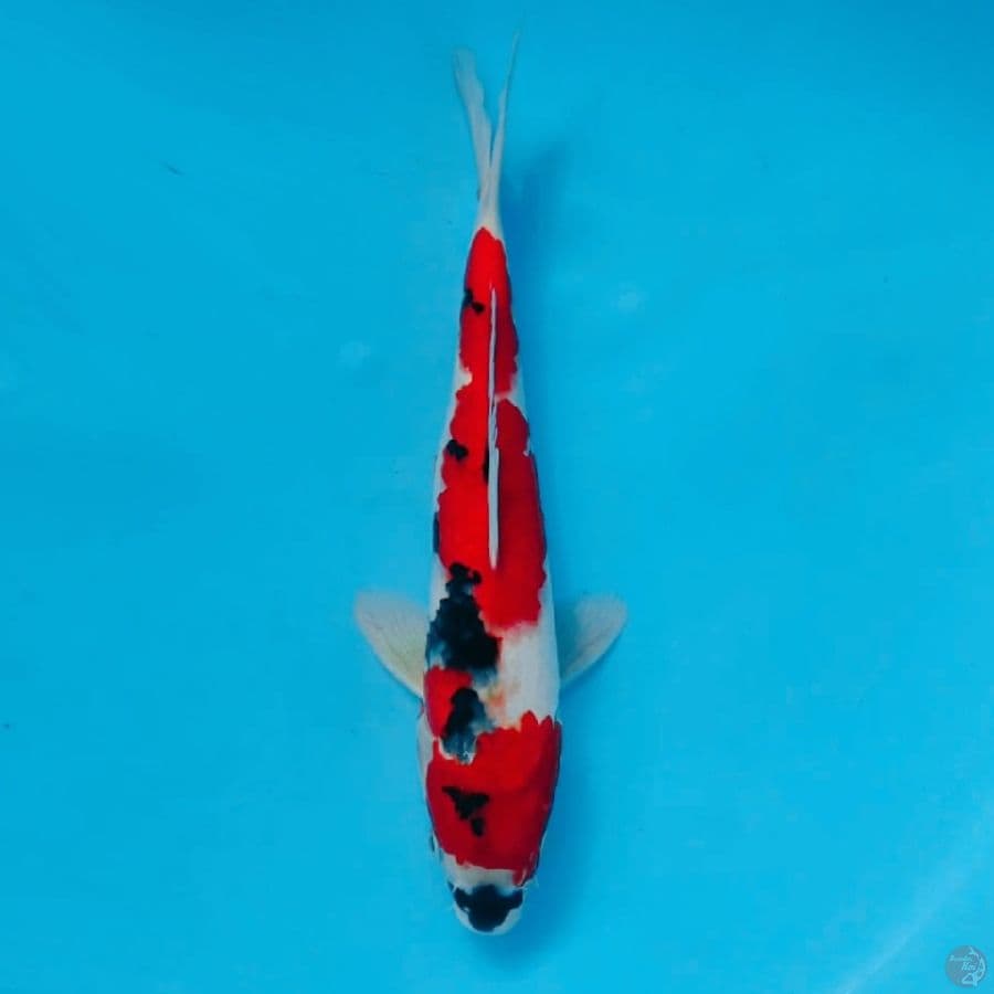 RED SHOWA QUALITY TATEGOI 28CM MALE
