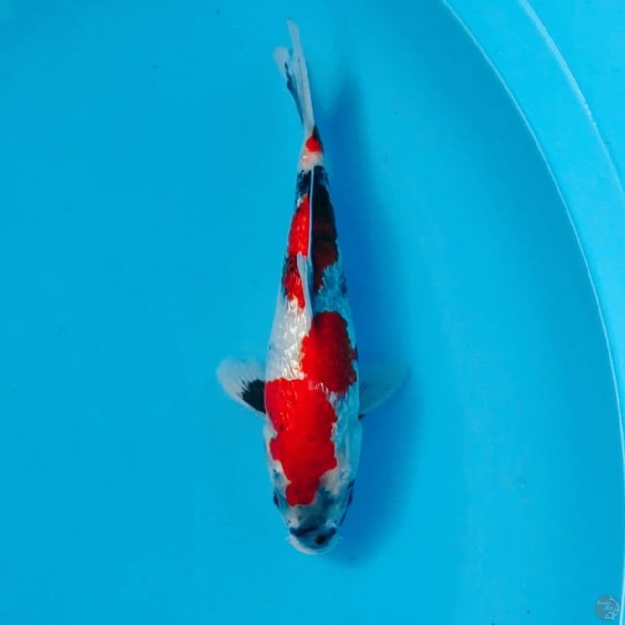 GINRIN SHOWA QUALUTY SIAP KEEPING 20cm female