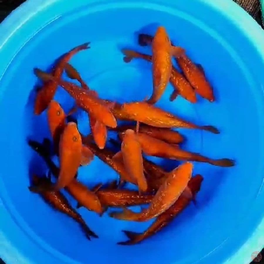 tembaga Ginrin
